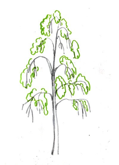 Рисование осенней березы