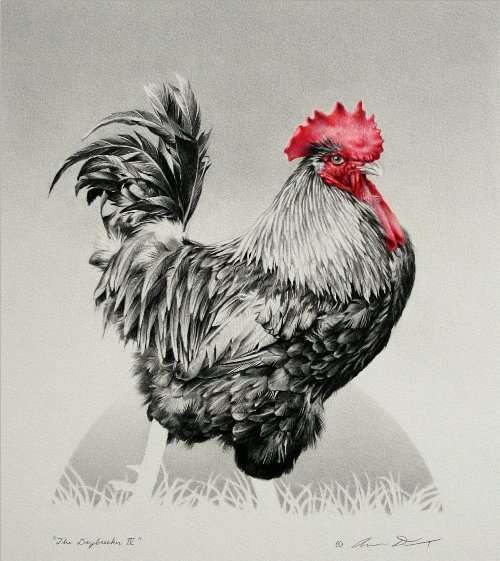 Петух в профиль рисунок