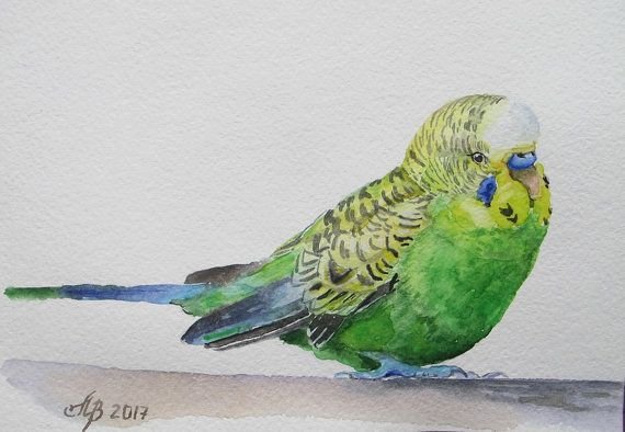 Волнистый попугай цветными карандашами