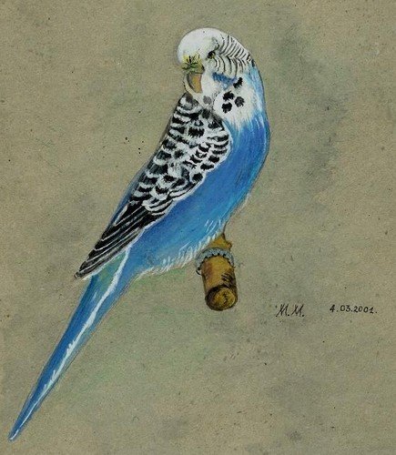 Волнистый попугай пастелью