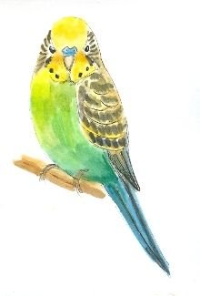 Рисуем с детьми волнистого попугая