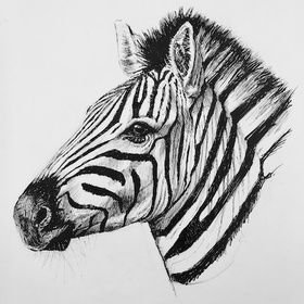 Рисование Зебра старшая группа