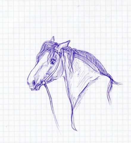 Лошадь эскиз