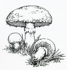 Толстый и тонкий гриб