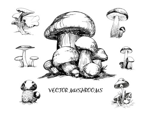 Гравюра грибы