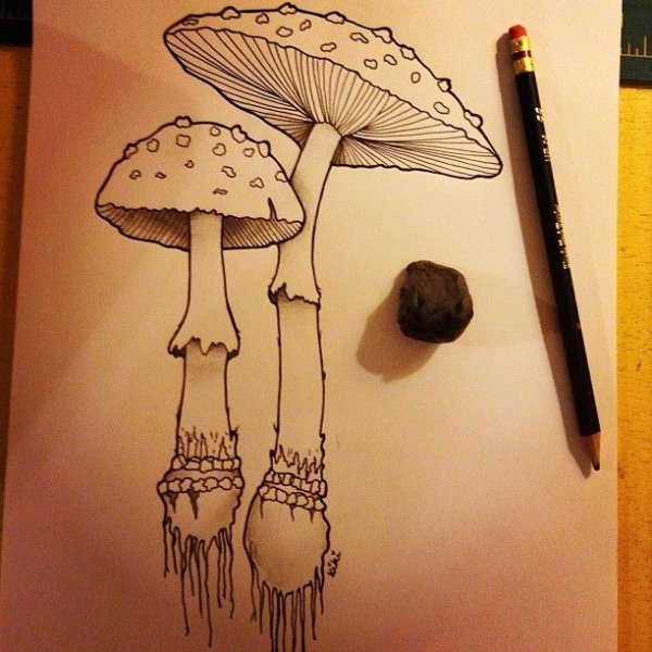 Грибы Графика