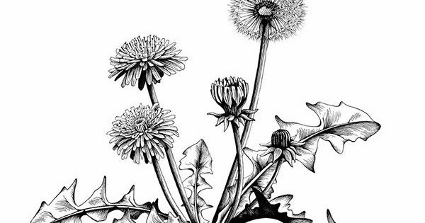 Одуванчик карандашом