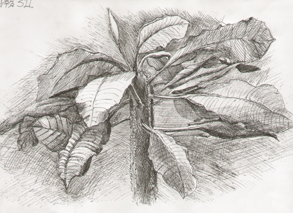 Наброски домашних растений