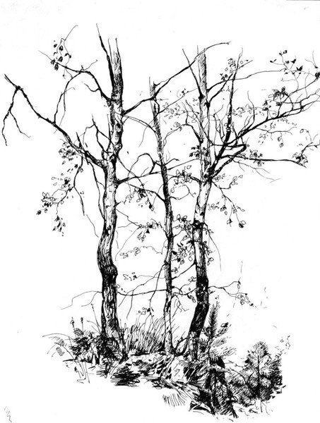 Наброски деревьев грпыика
