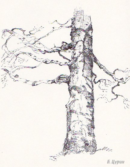 Ствол березы