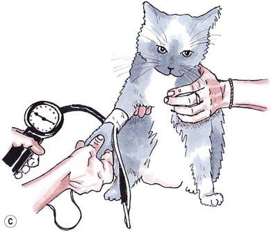 Измерение давления у животных