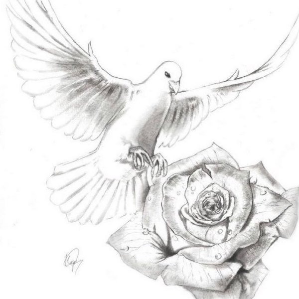 Голубь эскиз