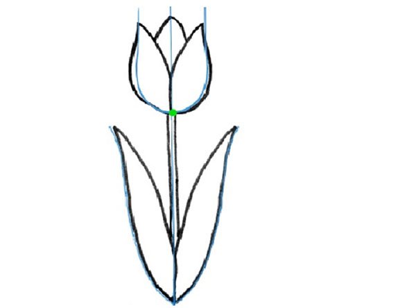 Тюльпан для рисования с натуры