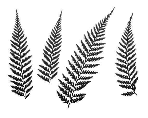 Папоротник эскиз Графика