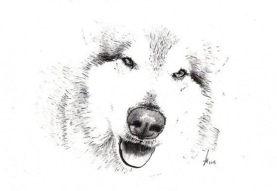 Хаски скетч