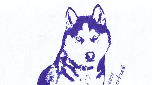 Раскраска маламута