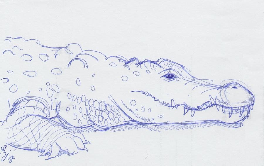 Что можно нарисовать в крокодиле