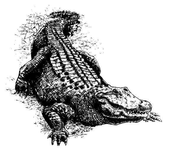Крокодил набросок