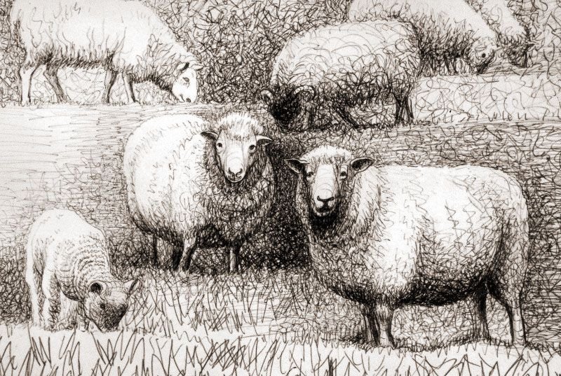 Силен овцам. Баран живопись. Овца. Овцы в искусстве. Овечка Графика.