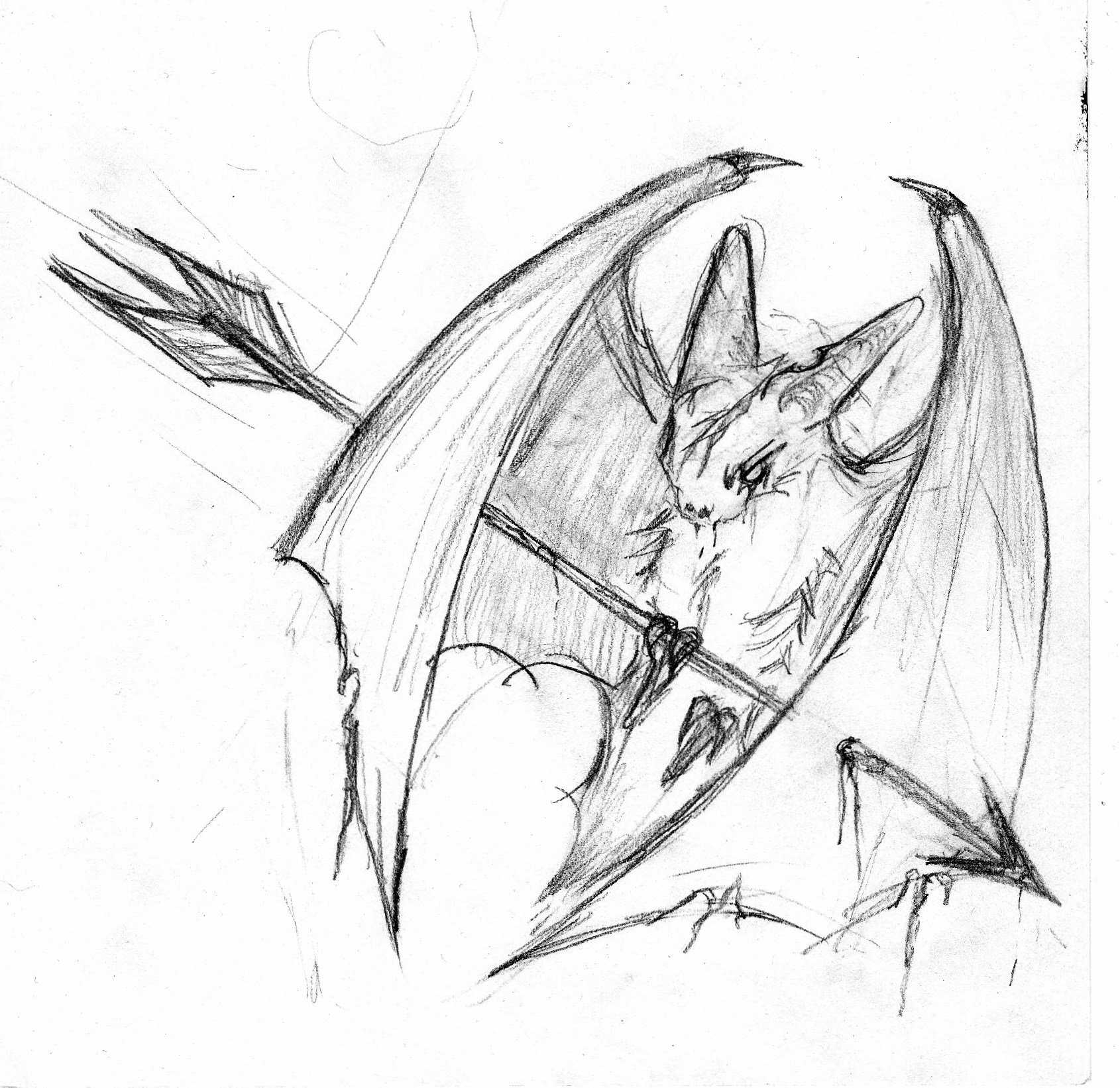 Летучая мышь вампир рисунок карандашом