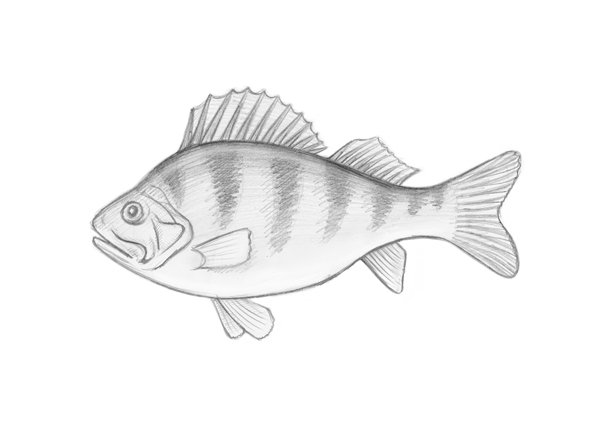 Карась рисунок легкий