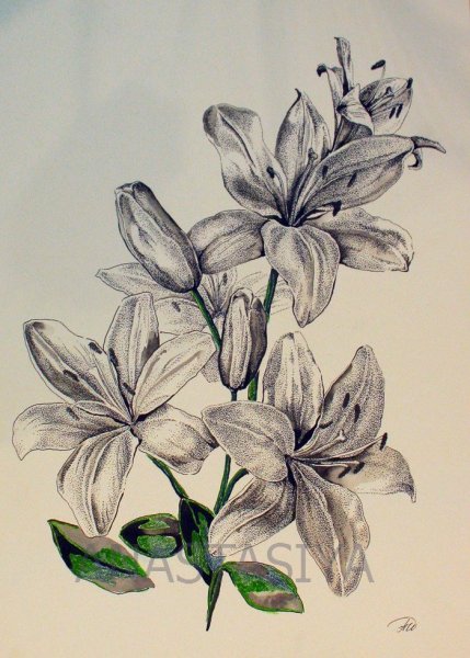Лилии рисунок