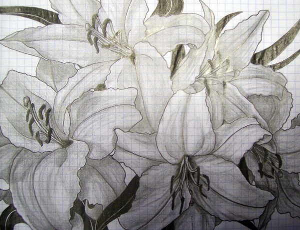 Лилия черной ручкой