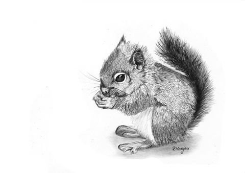 Белка карандашом