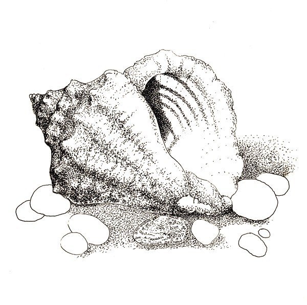 Ракушка черно белая