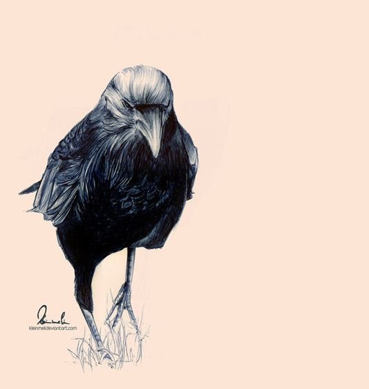 Ворона рисунок ручкой