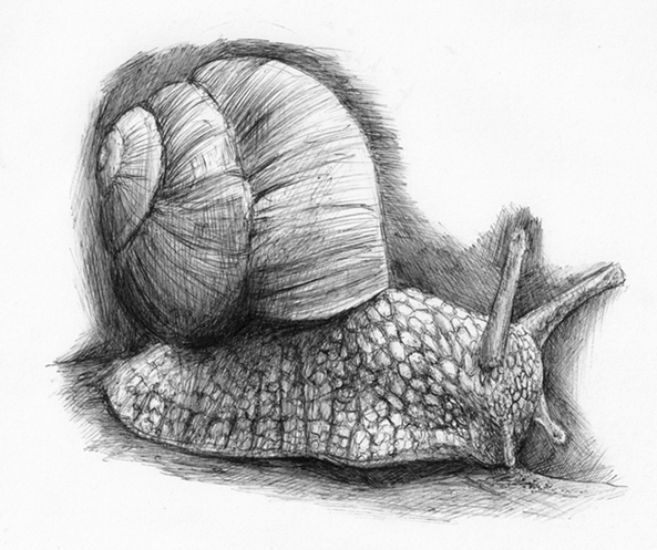 Зарисовки улитки