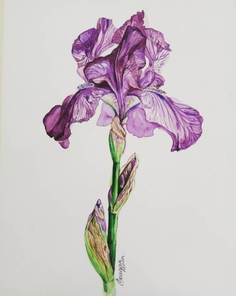 Ирисы схематично