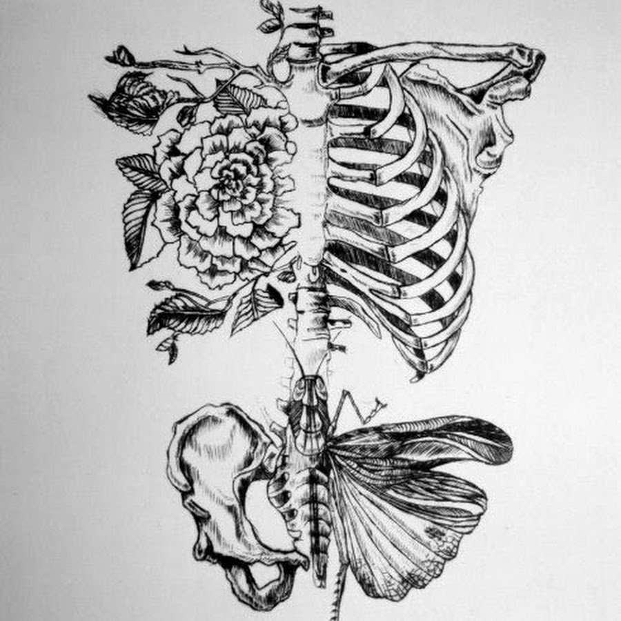 Анатомические красивые рисунки
