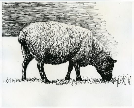 Зарисовки овец