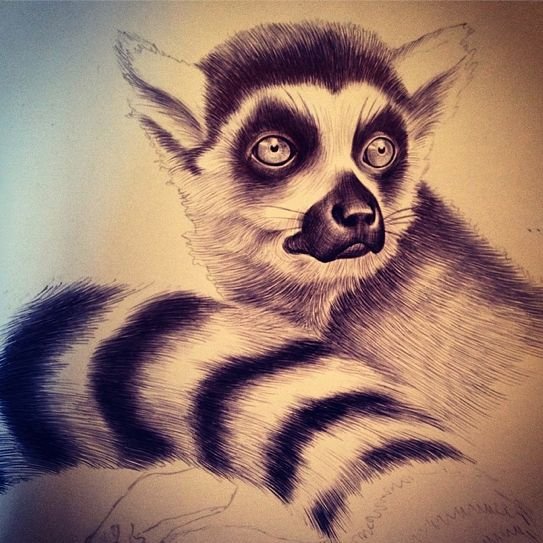 Лемур рисунок
