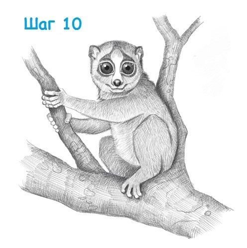Лемур Лори карандашом