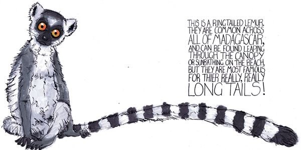 Кошачий лемур рисунок