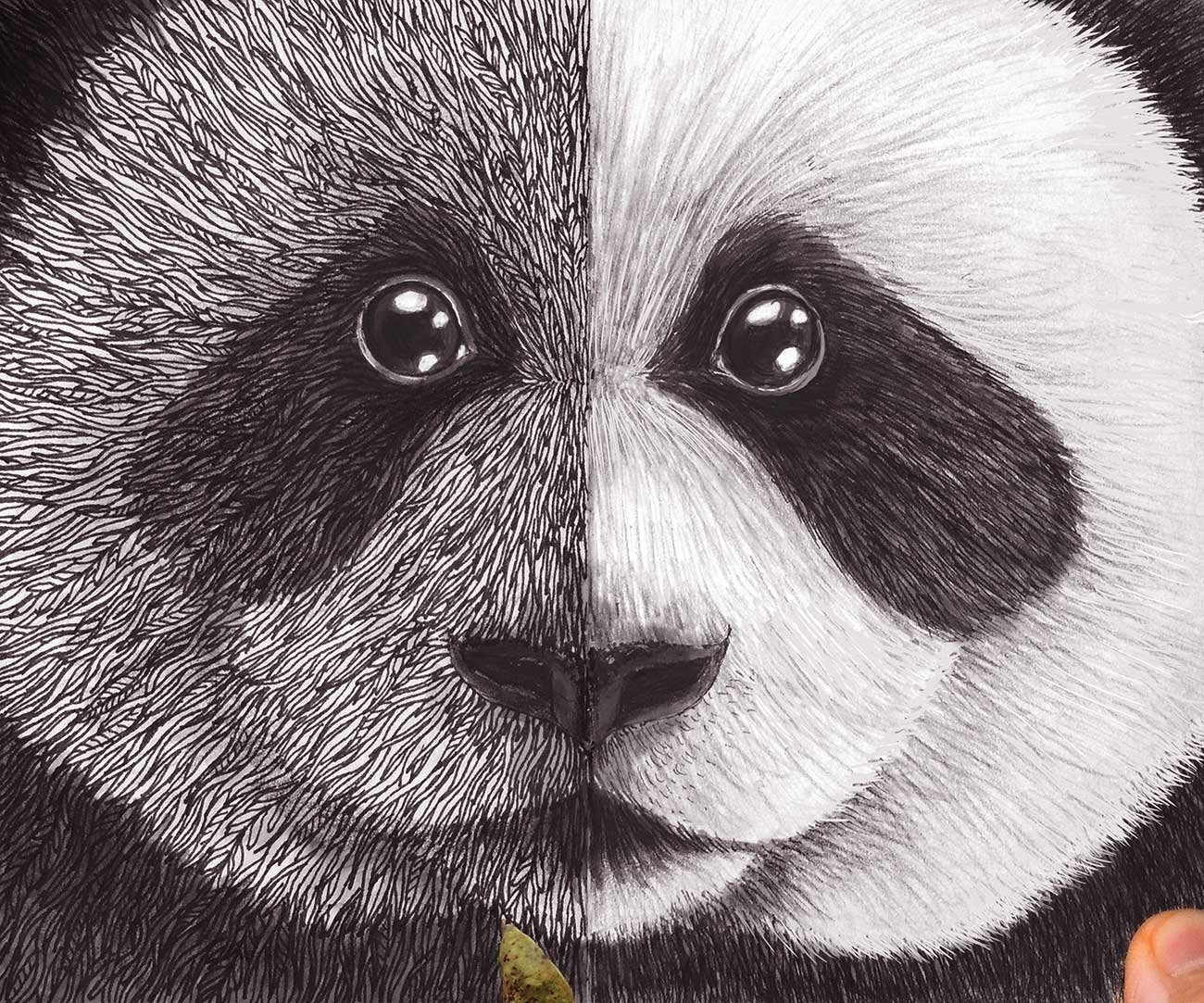 Панда рисунок ручкой