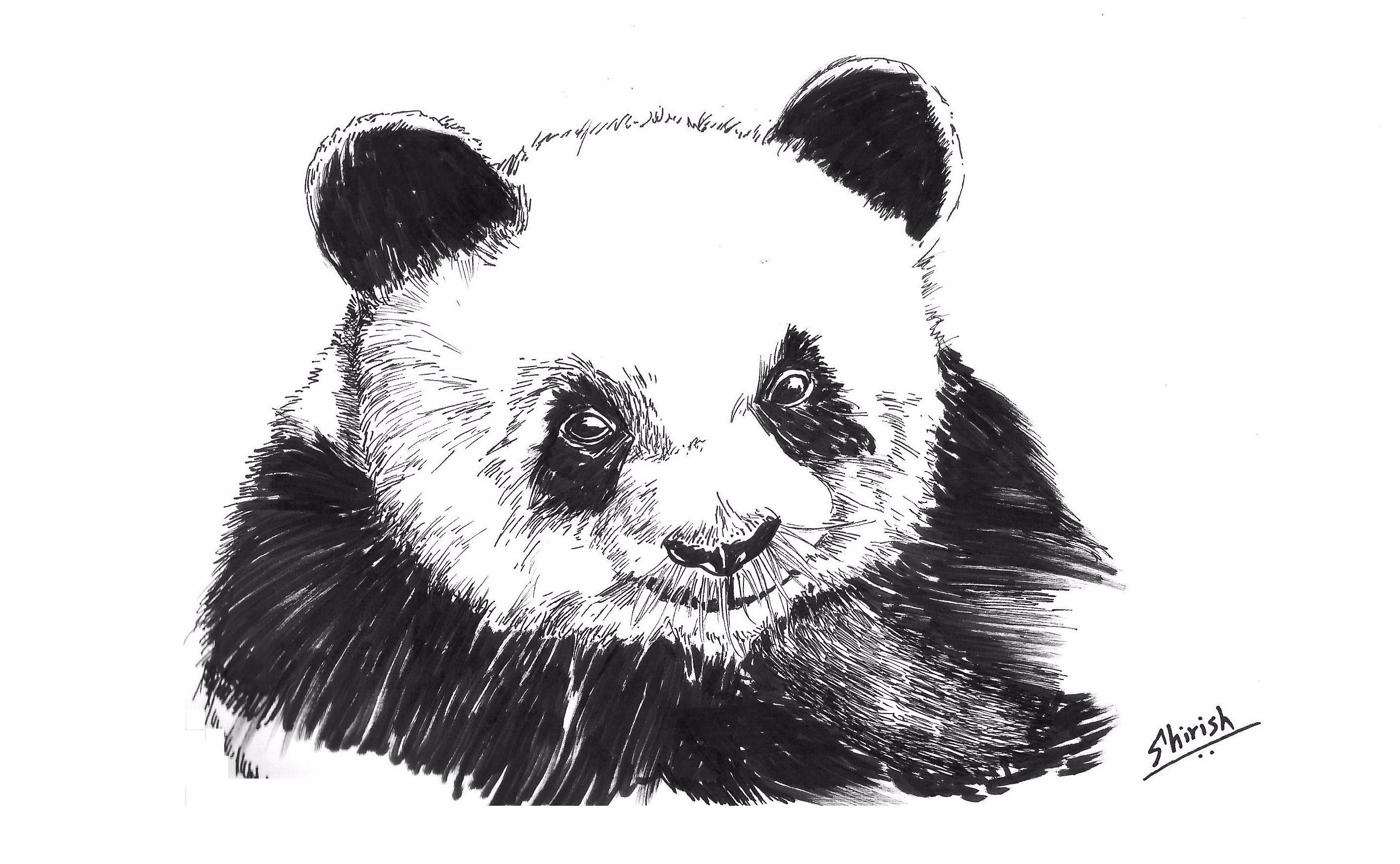 Рисунки животных для срисовки Панда