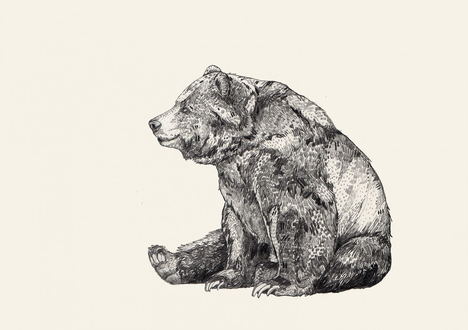 Зарисовки медведя