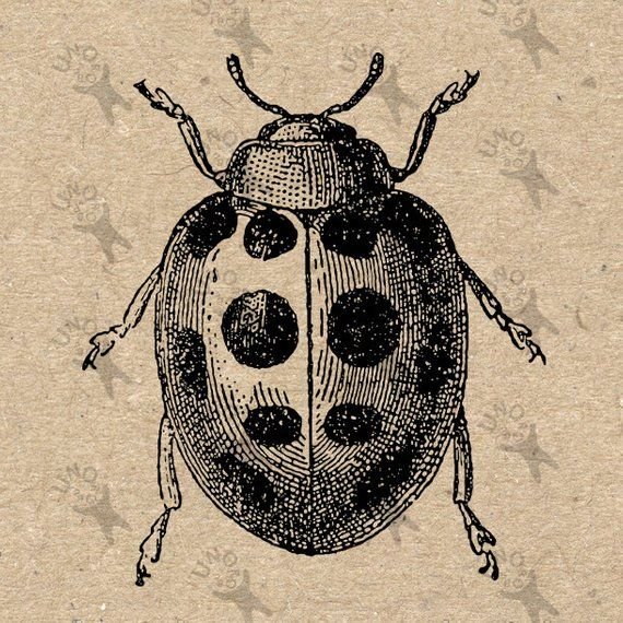 Жук в графике