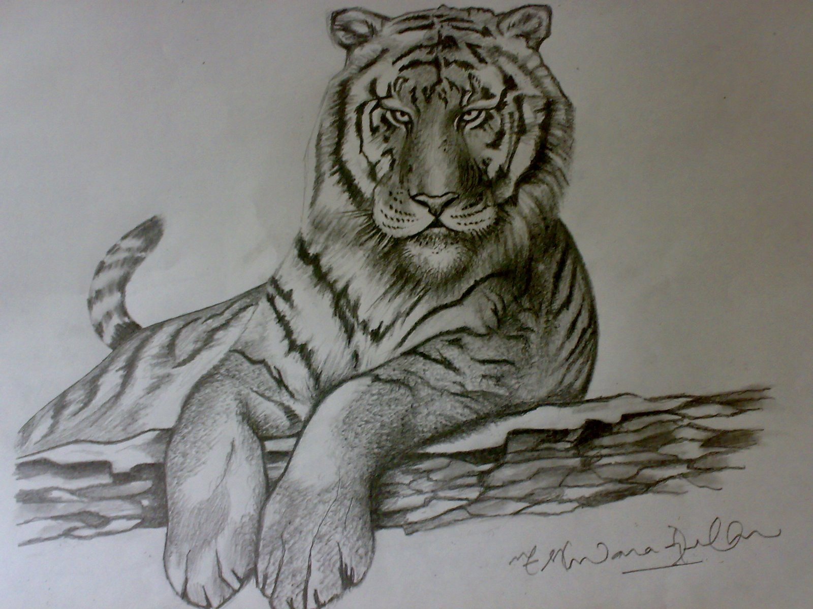 Рисунок тигра Академический