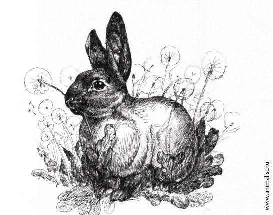 Заяц тушью