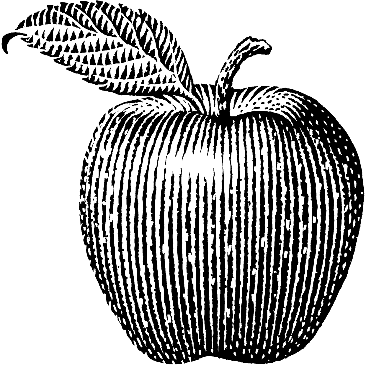 Яблоко гравюра