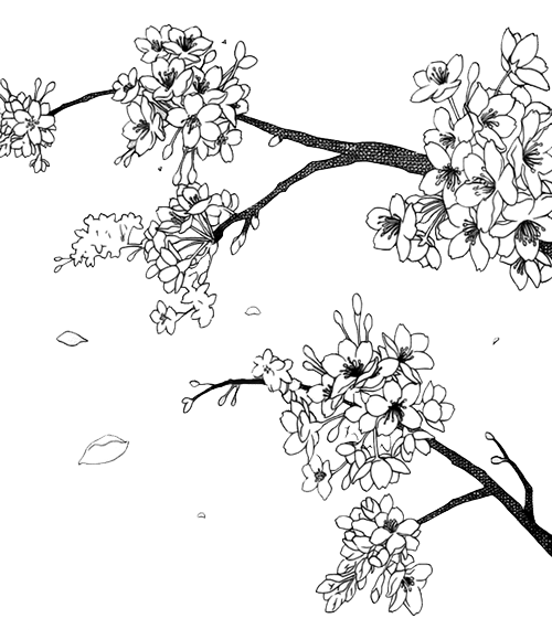 Сакура дерево сбоку