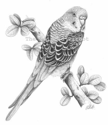 Попугай в графике