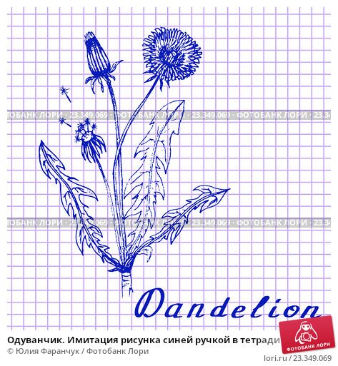 Рисунки синей ручкой в тетради