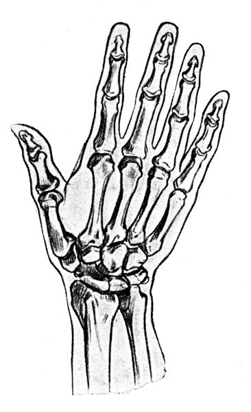 Кости рук для рисования