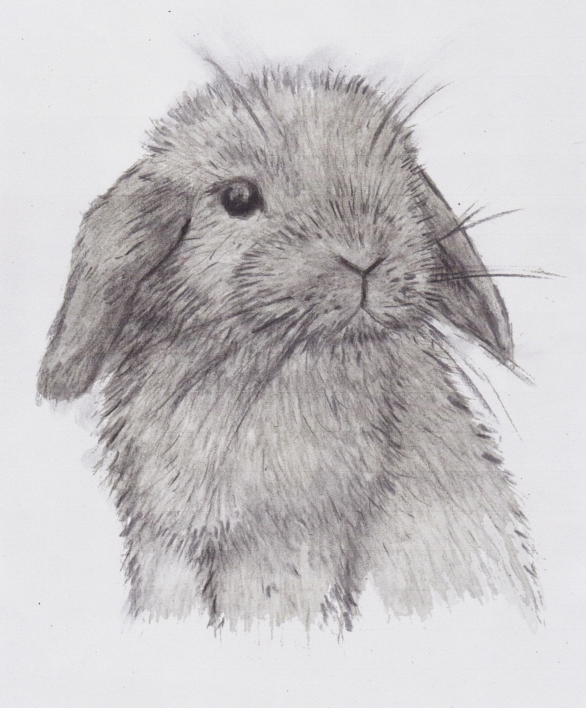 Красивый кролик рисунок