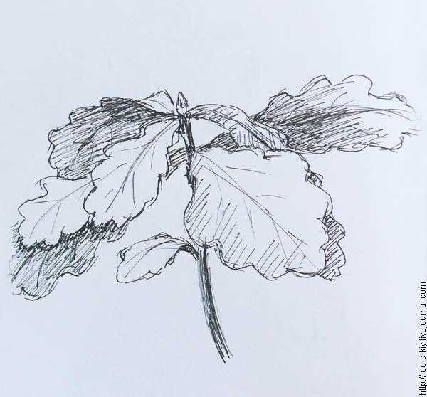 Монстера Зентангл